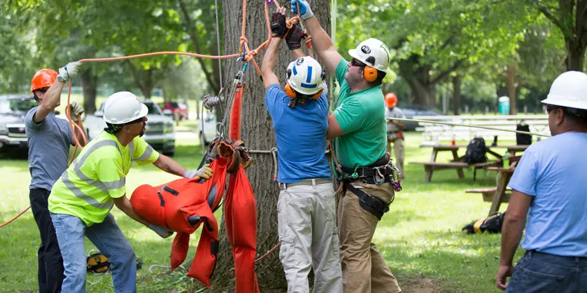 advanced-arborist-crop-1 advanced arborist