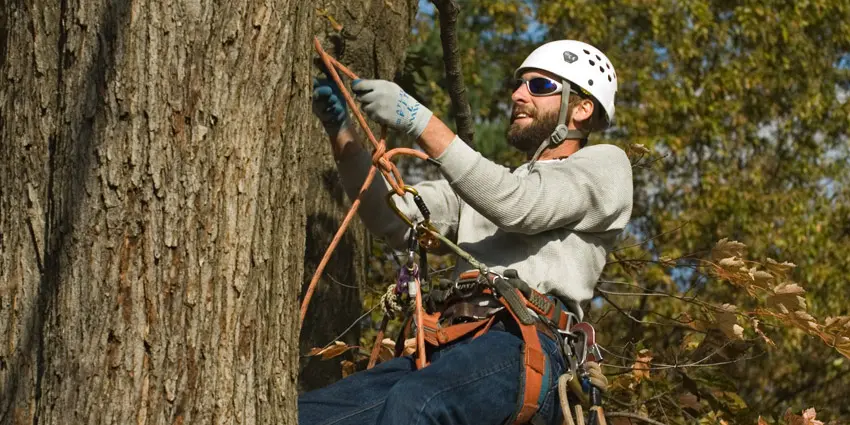 line-clearance-2-1 basic arborist