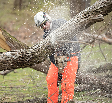 chainsaw training chainsaw training