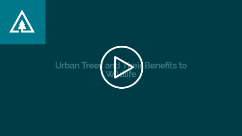 Urban Trees