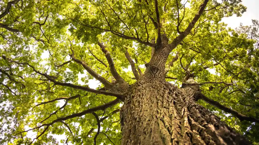 Exploring Urban Trees and Their Benefits to Wildlife